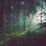 Finding Quiet Among the Trees
