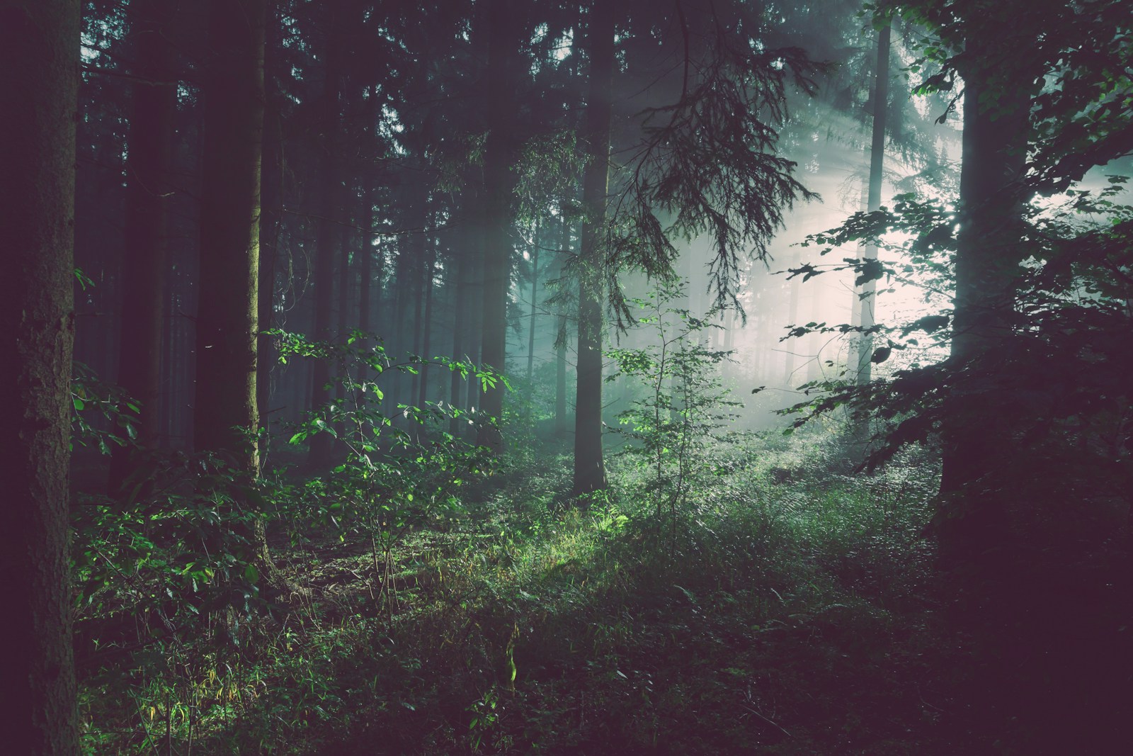 Finding Quiet Among the Trees